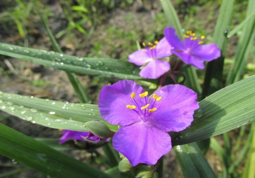 紫露草的繁殖方式和养殖方法 土流网