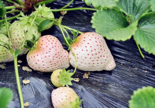 300元一斤的白草莓是转基因食品吗 附种植技术介绍 土流网