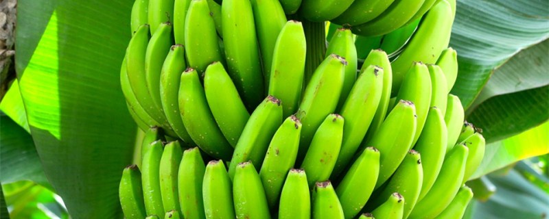 青香蕉怎么催熟