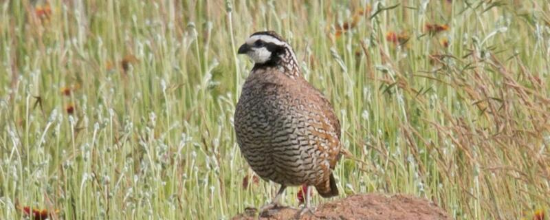 鹌鹑鸟养殖技术