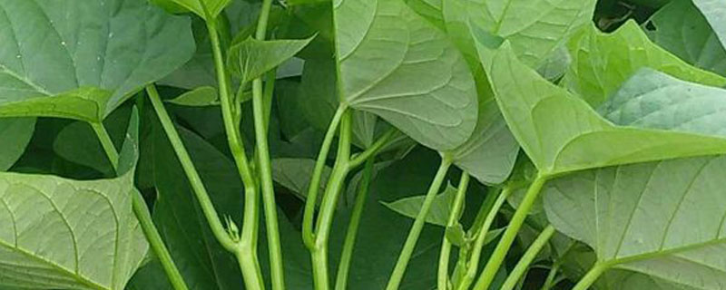 红薯叶如何长期保存