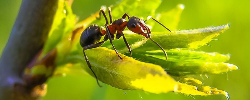 蚂蚁是害虫还是益虫 土流网