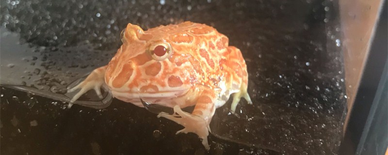角蛙寿命 土流网