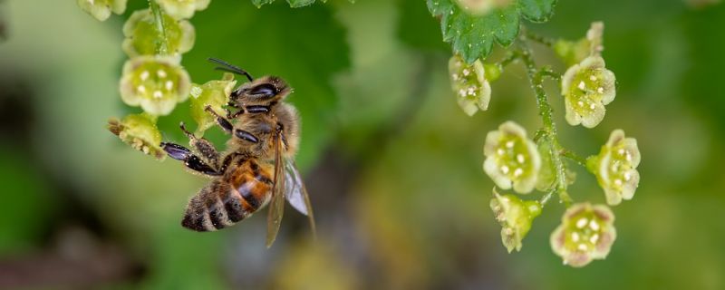 蜜蜂最怕三种克星 蜜蜂最怕三种克星植物