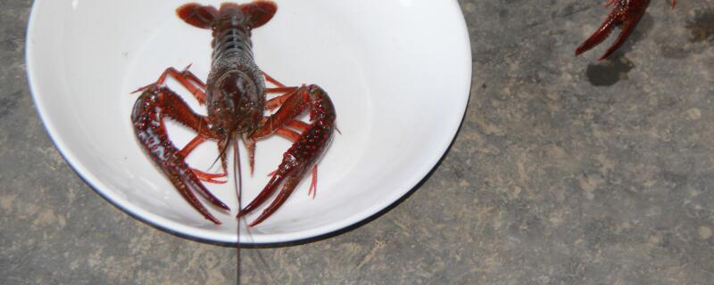 养龙虾能用复合肥吗