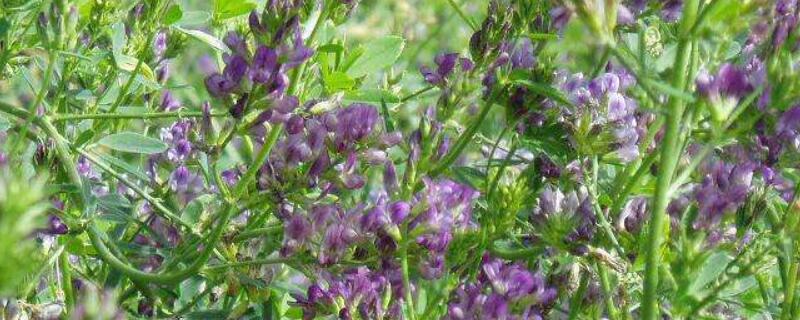 紫花苜蓿草怎么种植 土流网