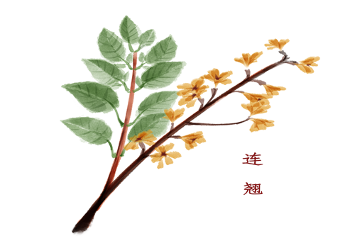 連翹