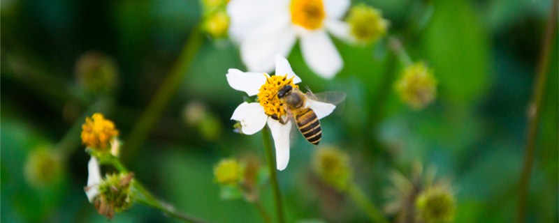 蜜蜂是益虫还是害虫 土流网