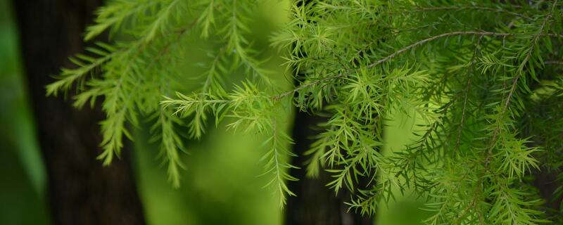杉樹(shù)種植技術(shù)