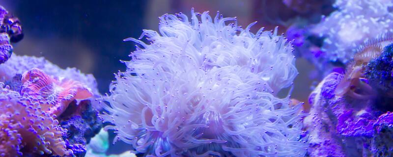 珊瑚是动物还是植物 土流网
