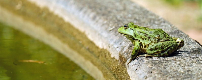 青蛙的生活习性- 土流网