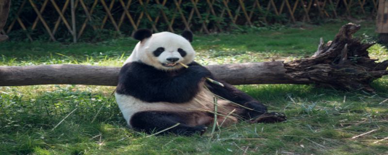 熊猫的天敌是什么动物