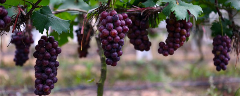 葡萄种植技术参考