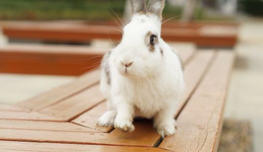 兔子的尾巴有什么作用?怎么养才长得好?