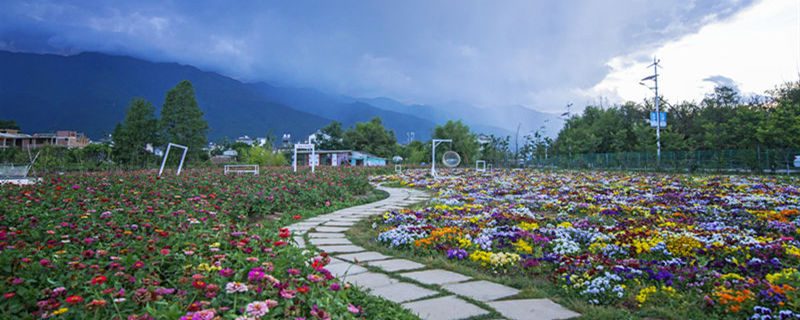 一月到十二月开什么花 土流网