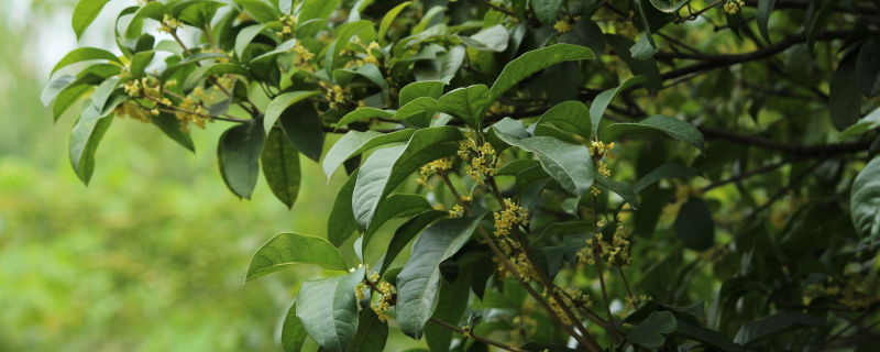 枝枝花一年开几次花 土流网
