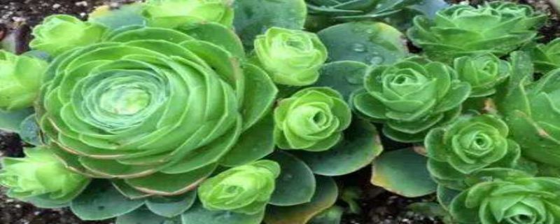 山地玫瑰怎么种