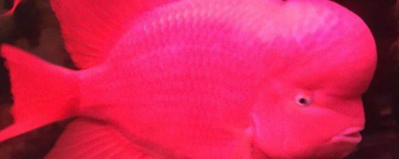 红马罗汉鱼怎么养