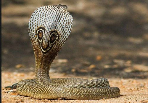 眼镜蛇是保护动物吗?被眼镜蛇咬了怎么办?