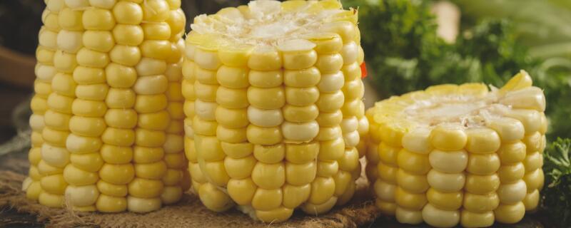 玉米-摄图网