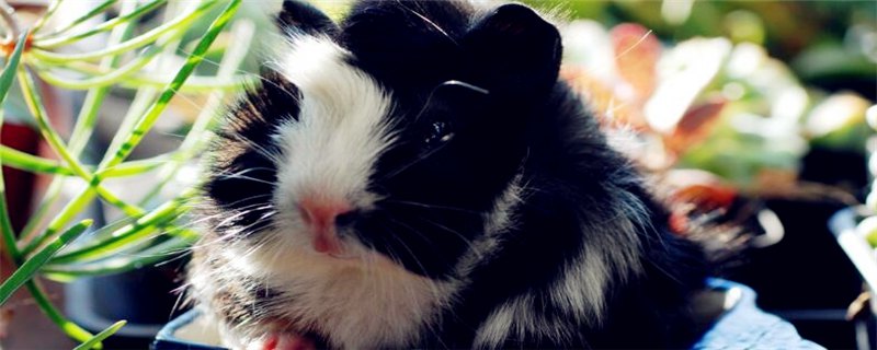 荷兰猪冬天怎么养