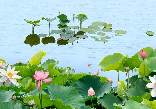 沈阳荷花