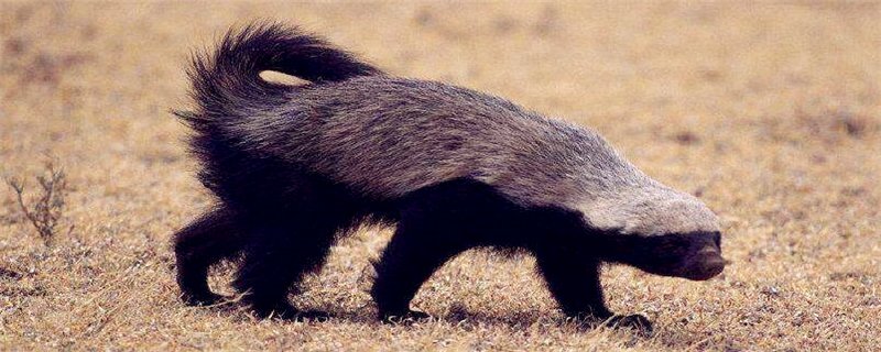 非洲平头哥的天敌是什么?