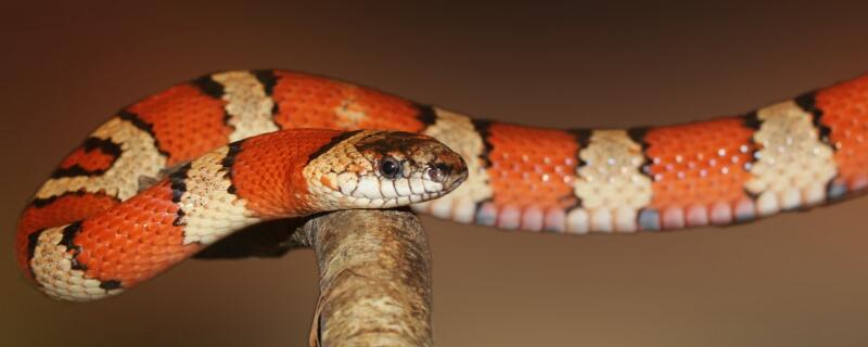 成年蟒蛇的天敌有哪些?