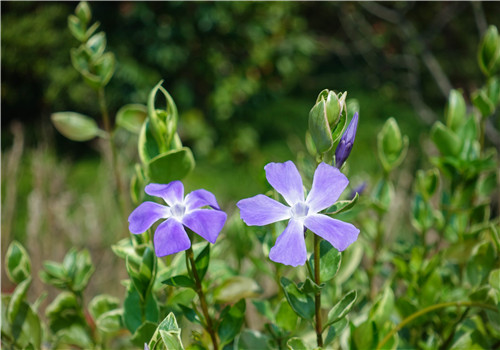 长春花