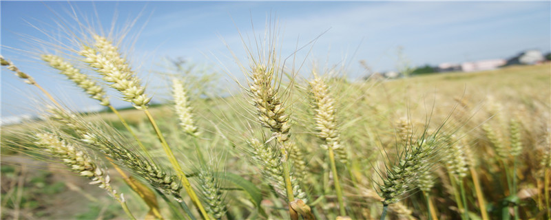 小麦的种植过程 土流网