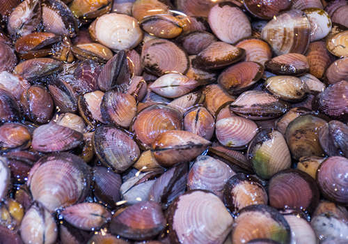 19年花蛤多少钱一斤 怎么做好吃 土流网