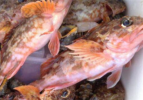 背鳍有毒的鱼 石九公 多少钱一斤 食用功效有哪些 土流网