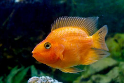 鹦鹉鱼怎么繁殖后代