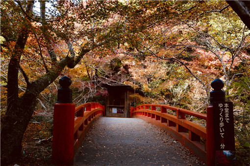 种植日本红枫的方法