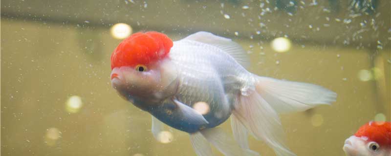 金鱼怎么繁殖后代