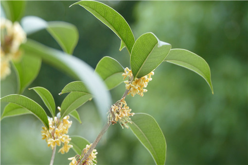 桂花树