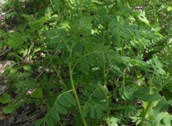 中草药黄芪价格大概多少钱一斤 附栽培技术 土流网