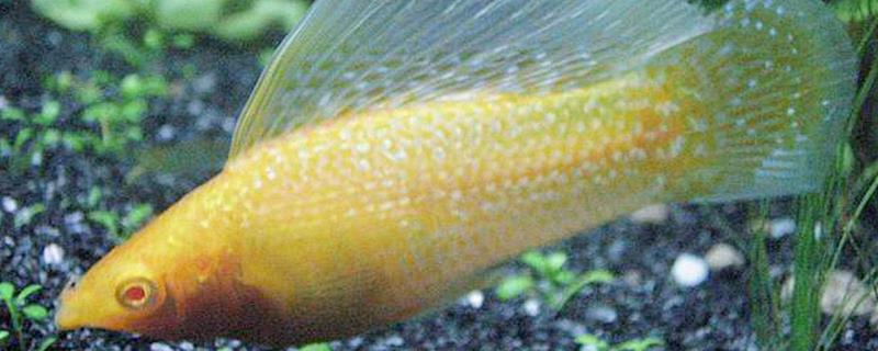 玛丽鱼怎么繁殖?