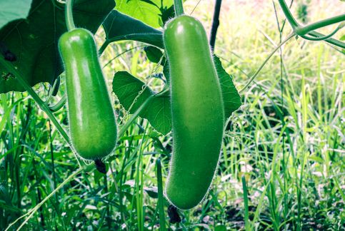 冬瓜是什么季节的食物 附种植方法 土流网