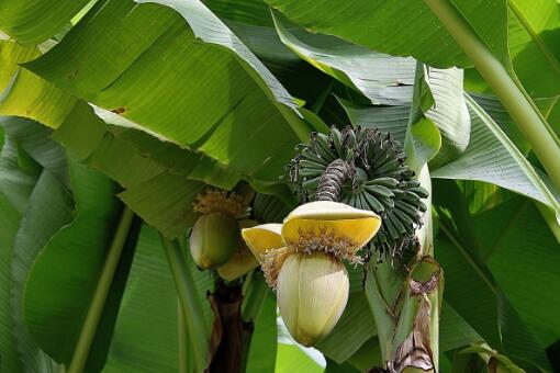 香蕉没籽怎么种?