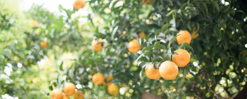 橘子树苗几年结果
