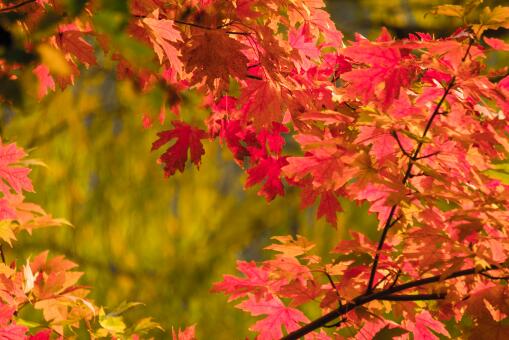 2019北京香山红叶的最佳观赏时间是什么时候