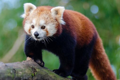 大熊猫和小熊猫的区别在哪儿?