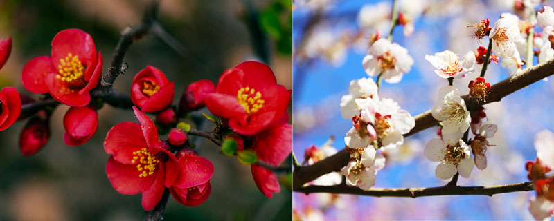 海棠花与桃花的区别