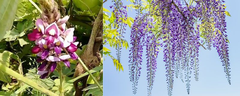 葛花和紫藤花的区别 花卉常识 南北花木网