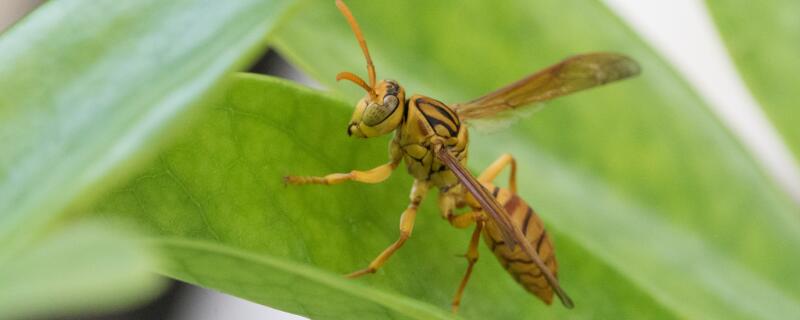 马蜂和蜜蜂的区别有哪些?