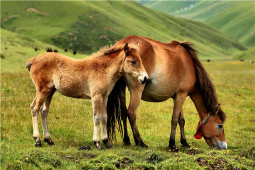 马的种类名称介绍 土流网