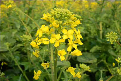 油菜花