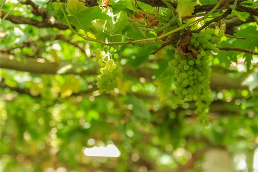 新疆地区一村一品特色农产品葡萄