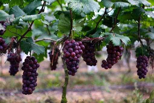2020年适合栽种的七大味美汁甜的优质葡萄